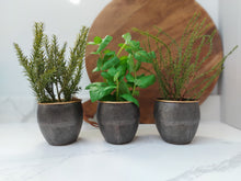 Load image into Gallery viewer, Kentwell Basil, Thyme & Rosemary Trio