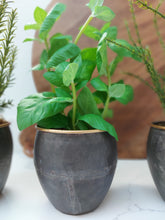 Load image into Gallery viewer, Kentwell Basil, Thyme & Rosemary Trio