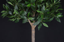 Load image into Gallery viewer, Bay Laurel Ball Tree - 135cm