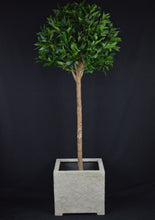 Load image into Gallery viewer, Bay Laurel Ball Tree - 135cm