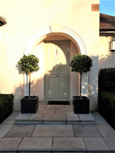 Load image into Gallery viewer, Bay Laurel Ball Tree - 135cm