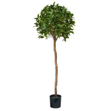 Load image into Gallery viewer, Bay Laurel Ball Tree - 135cm