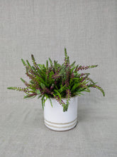 Load image into Gallery viewer, Welford
