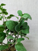 Load image into Gallery viewer, Caswell - Mint
