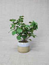 Load image into Gallery viewer, Caswell - Mint
