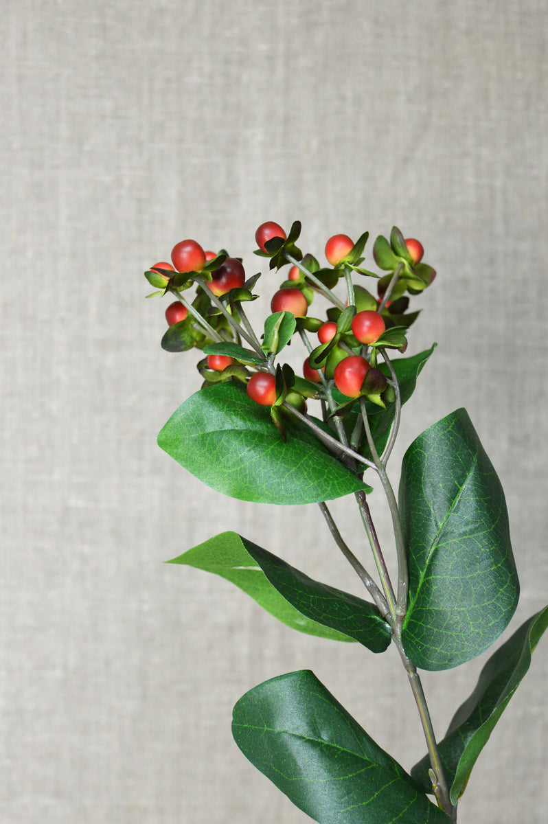 Hypericum Berry - Red – Petals for Life