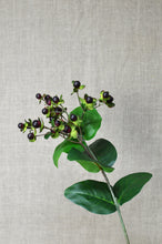 Load image into Gallery viewer, Hypericum Berry - Burgundy

