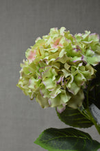 Load image into Gallery viewer, Hydrangea Large - Green/Pink
