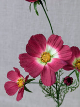 Load image into Gallery viewer, Cosmos - Burgundy

