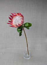 Load image into Gallery viewer, Protea Queen - Dark Pink
