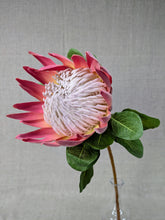 Load image into Gallery viewer, Protea Queen - Dark Pink
