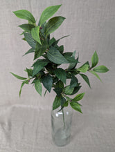 Load image into Gallery viewer, Pittosporum Leaf Spray
