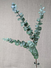 Load image into Gallery viewer, Eucalyptus Spray - Dusky Grey/Green
