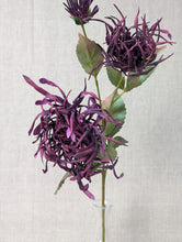 Load image into Gallery viewer, Chrysanthemum Spider Stem - Purple
