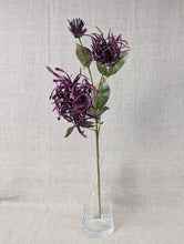 Load image into Gallery viewer, Chrysanthemum Spider Stem - Purple
