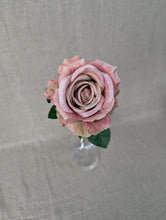 Load image into Gallery viewer, Essential Garden Rose - Vintage Blush
