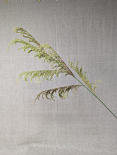 Load image into Gallery viewer, Weeping Willow
