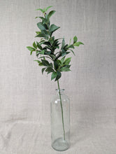 Load image into Gallery viewer, Pittosporum Leaf Spray
