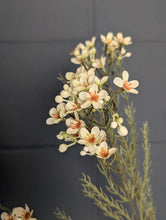 Load image into Gallery viewer, Waxflower Spray - Dry Colour Cream
