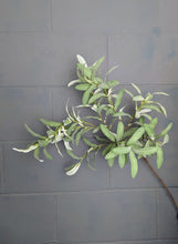 Load image into Gallery viewer, Olive Leaf Branch
