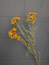 Load image into Gallery viewer, Waxflower Spray - Dry Colour Mustard

