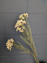Load image into Gallery viewer, Waxflower Spray - Dry Colour Cream
