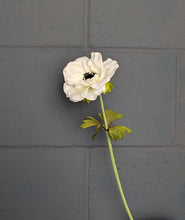 Load image into Gallery viewer, Anemone - Cream
