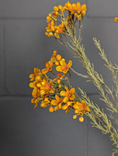 Load image into Gallery viewer, Waxflower Spray - Dry Colour Mustard
