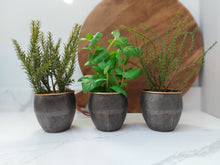 Load image into Gallery viewer, Kentwell Basil, Thyme &amp; Rosemary Trio
