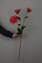 Load image into Gallery viewer, Dahlia - Coral

