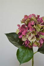 Load image into Gallery viewer, Hydrangea - Green/Pink
