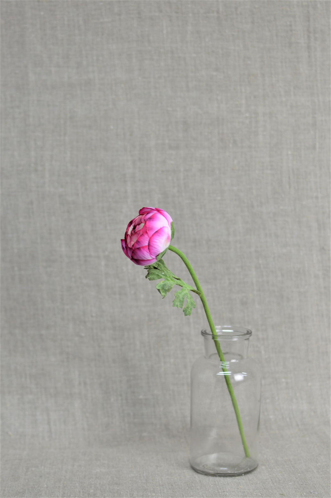 Ranunculus Stem - Cerise