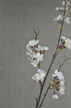 Load image into Gallery viewer, Blossom Cherry - Cream
