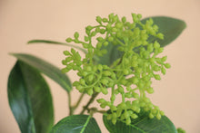 Load image into Gallery viewer, Skimmia - Green
