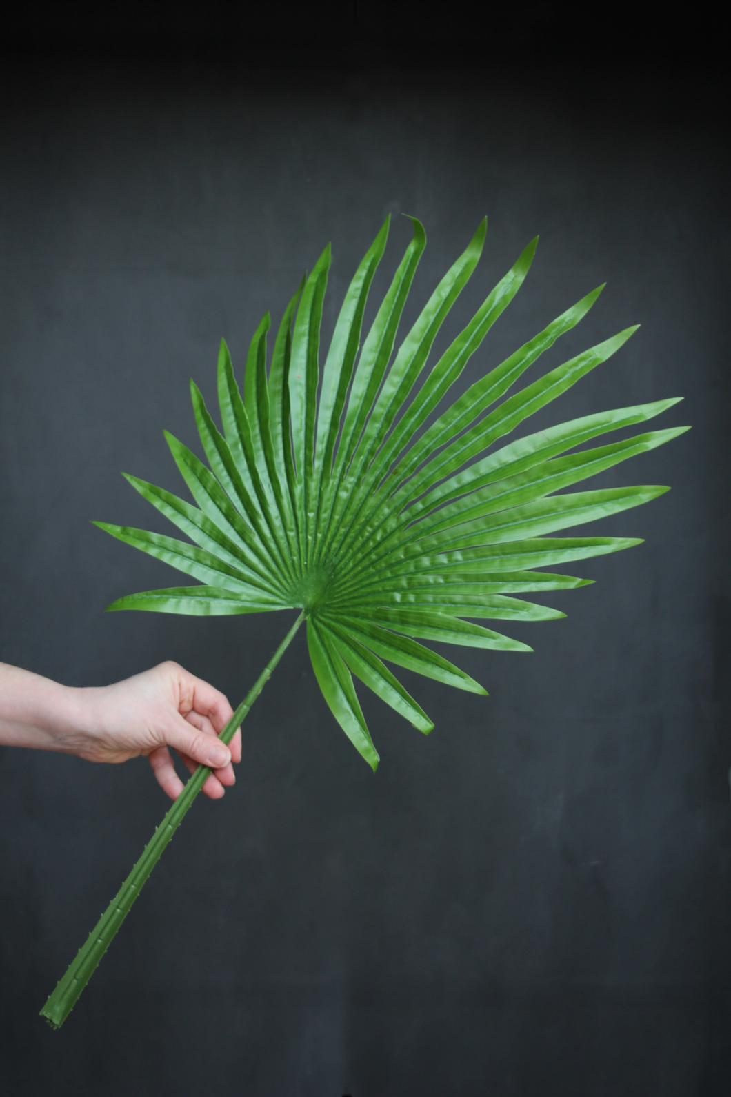 Fan Palm Leaf - Green