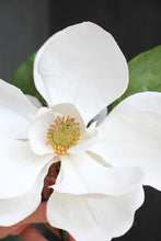 Load image into Gallery viewer, Magnolia Stem - White
