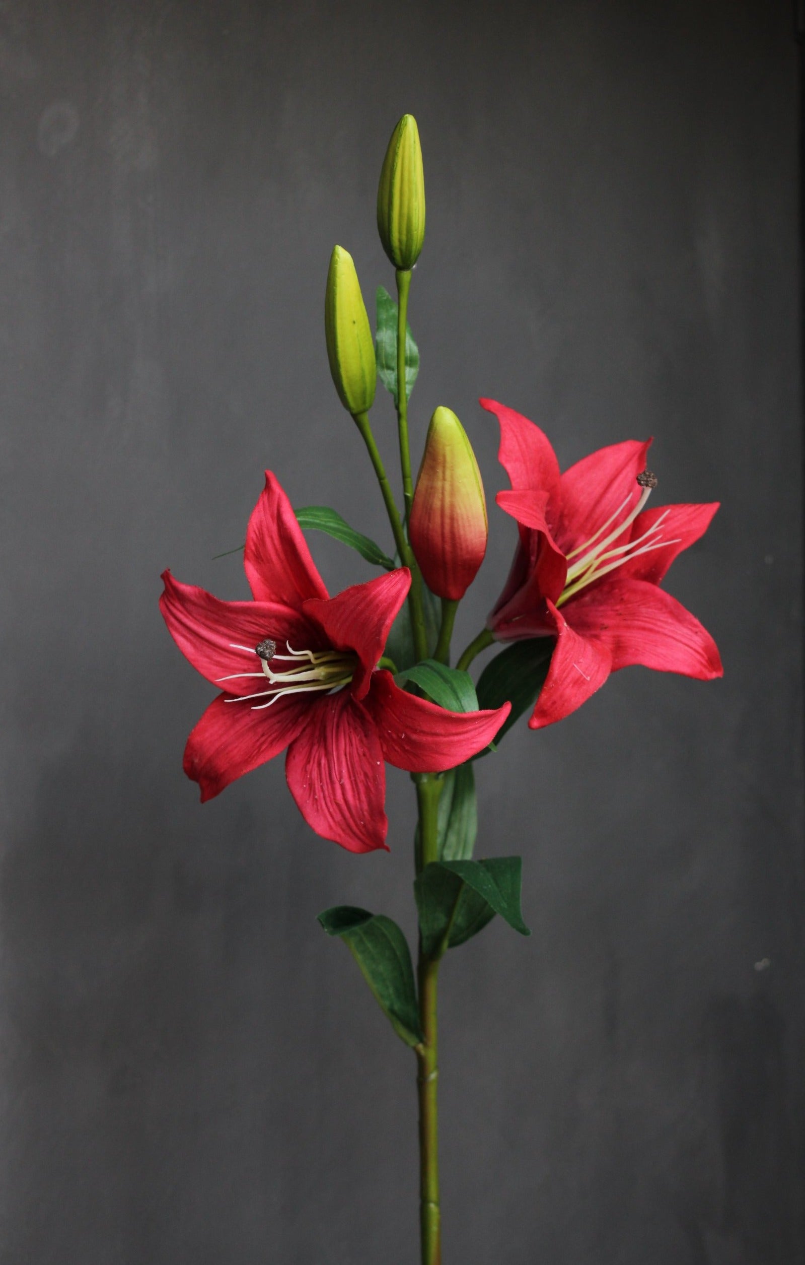 red tiger lilies Tiger Lily