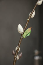 Load image into Gallery viewer, Pussy Willow Stem - Beige
