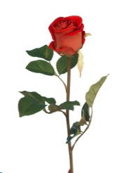 Rose Velvet Amore - 61cm - Red