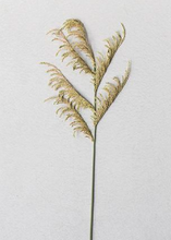 Load image into Gallery viewer, Weeping Willow
